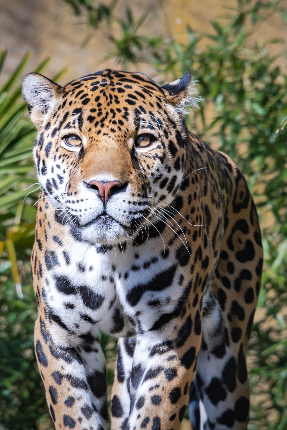 Jaguar at Birmingham Zoo